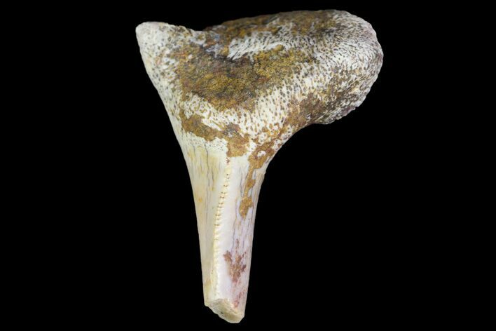 Fossil Shark (Xenacanthus) Tooth - Texas #136334